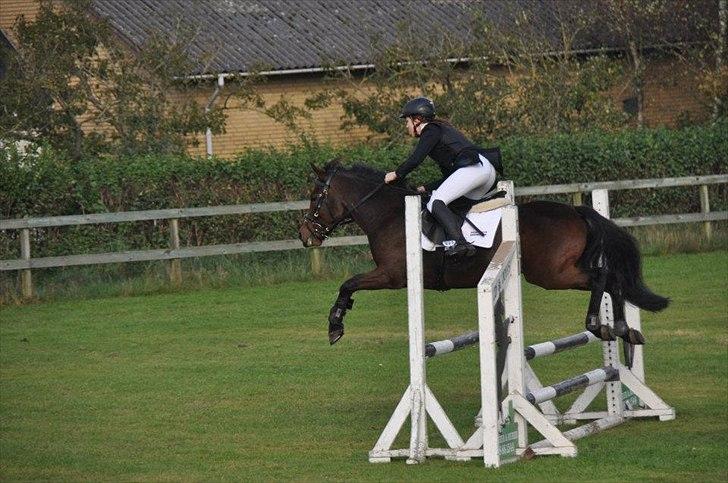 New Forest Lundgaards Kahlua - solgt :'( billede 13