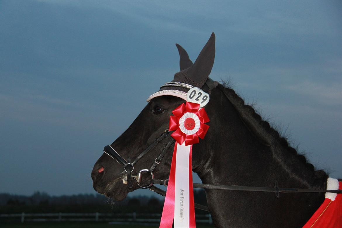 New Forest Holmens Casina - 6 Års Championats Vinder i Spring 2011! Fik stilkarakterne: Teknik: 8,5 Ridelighed: 9 Kapacitet 9!! Og derfor fik hun også sit R! Foto: Lykke Godskesen billede 10