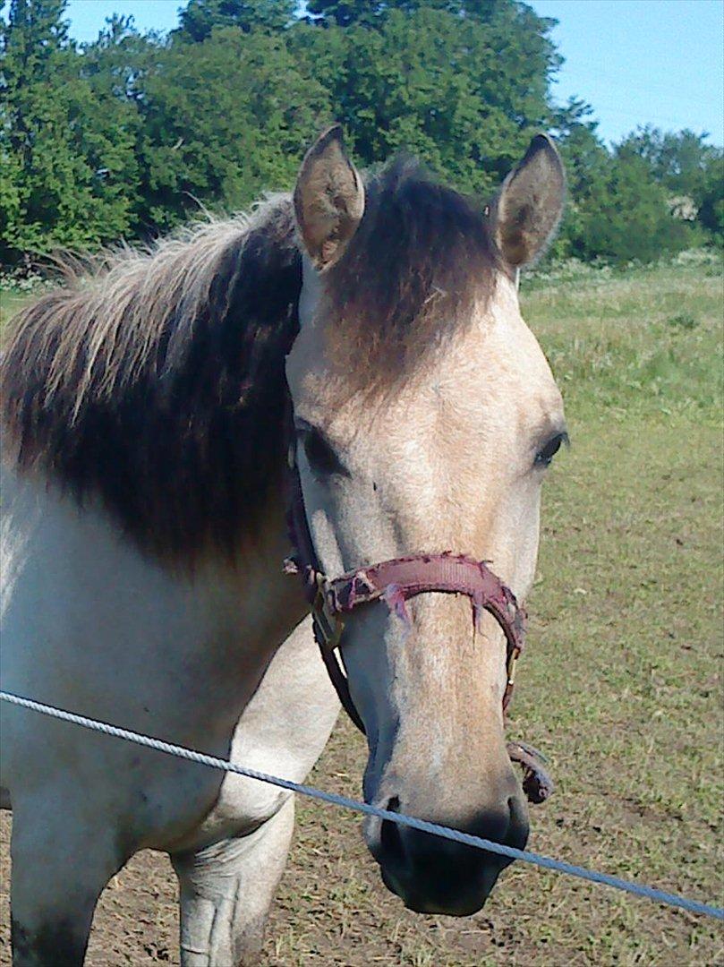 Anden særlig race Nasira vanilla Alvilda  billede 1