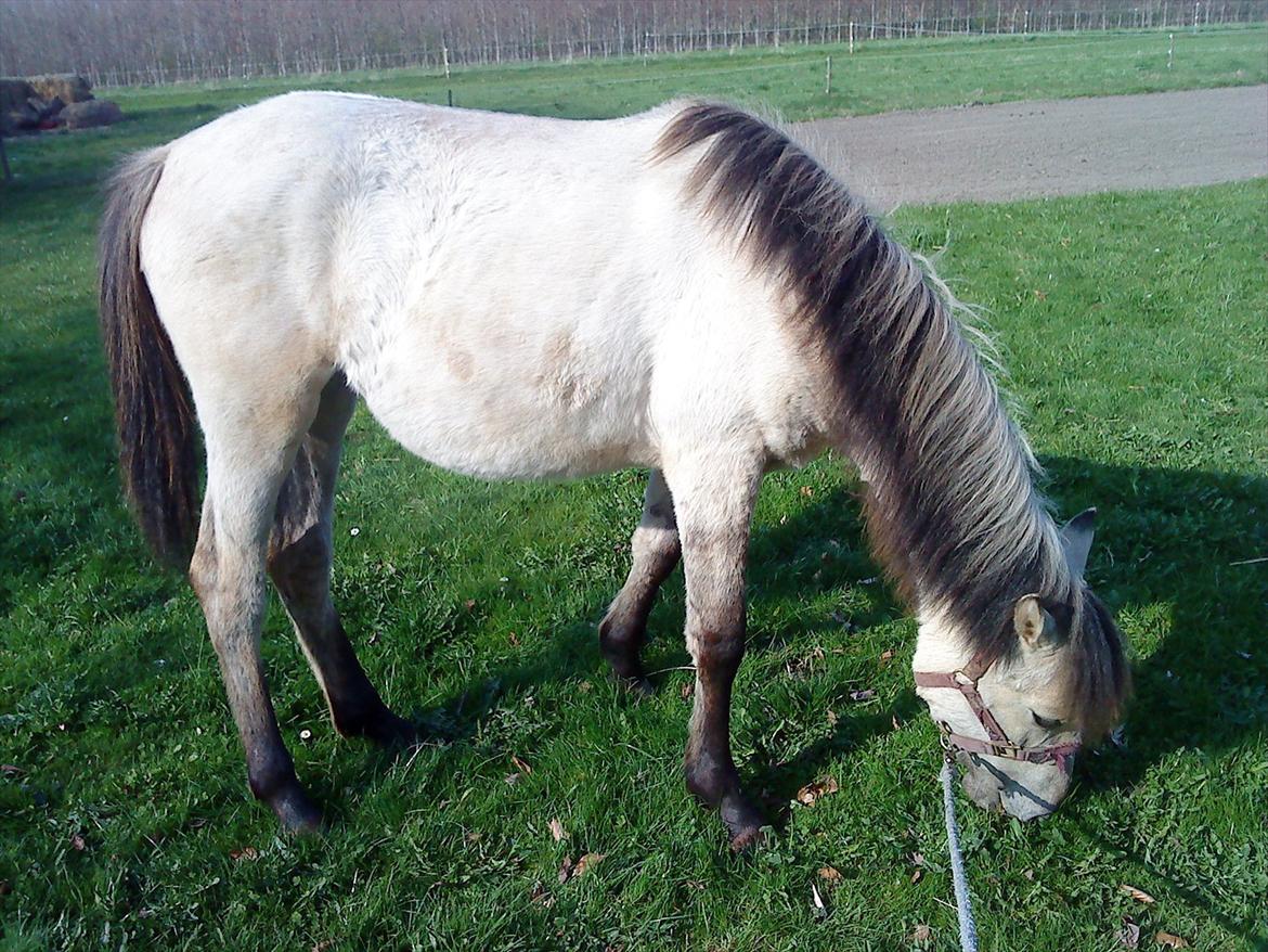 Anden særlig race Nasira vanilla Alvilda  billede 2