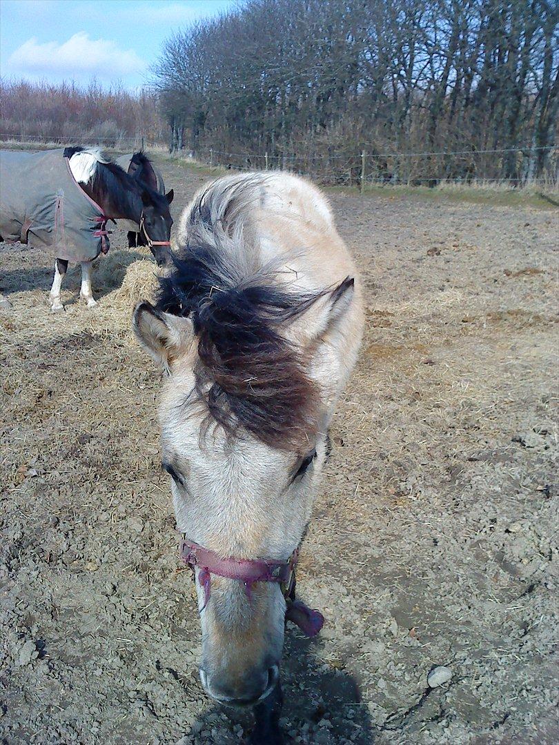 Anden særlig race Nasira vanilla Alvilda  billede 3