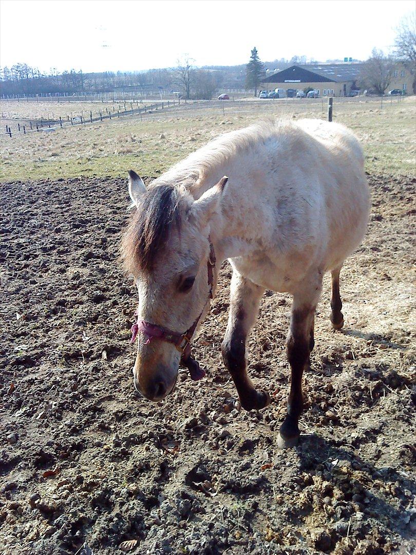 Anden særlig race Nasira vanilla Alvilda  billede 4