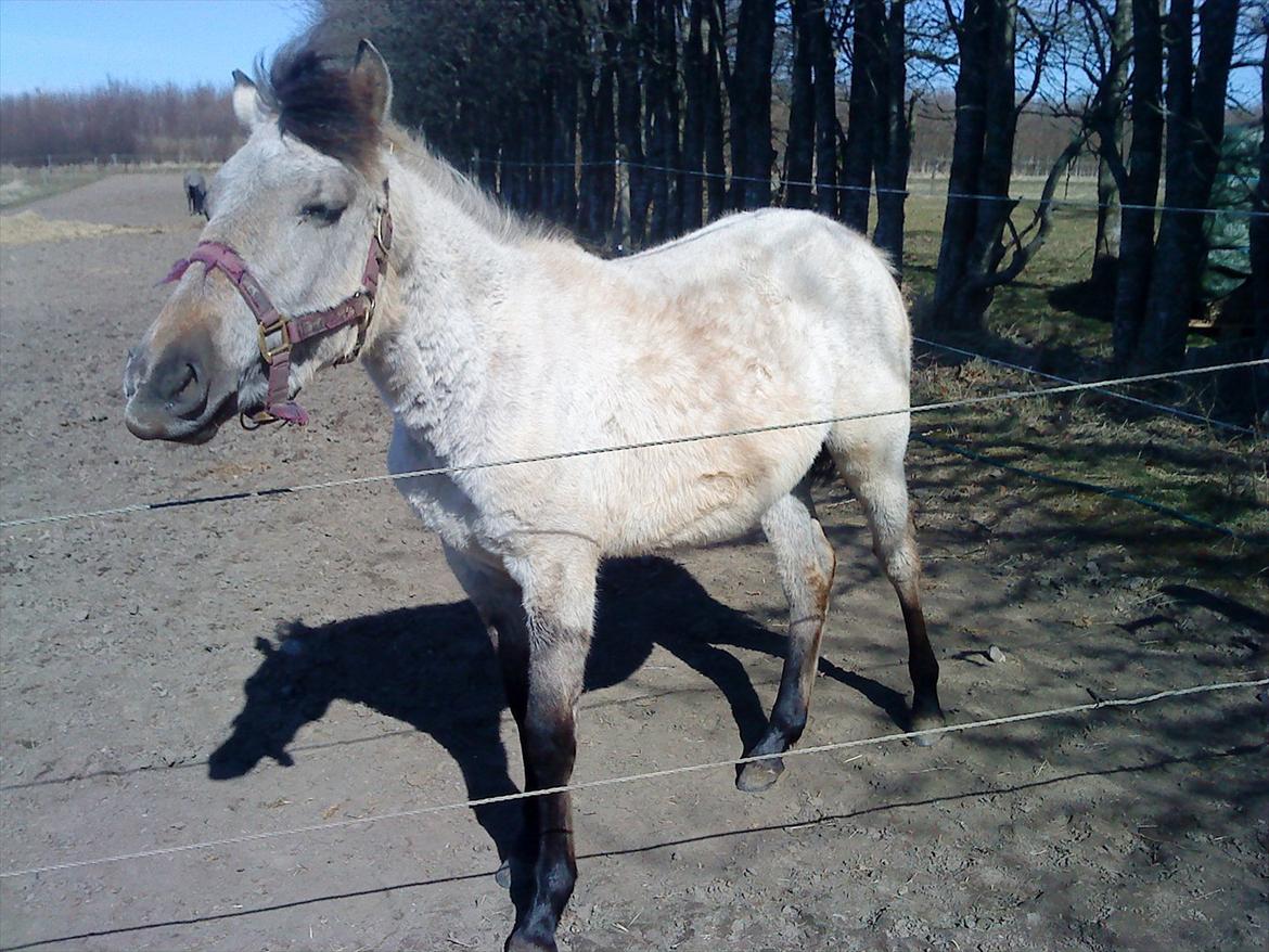 Anden særlig race Nasira vanilla Alvilda  billede 5