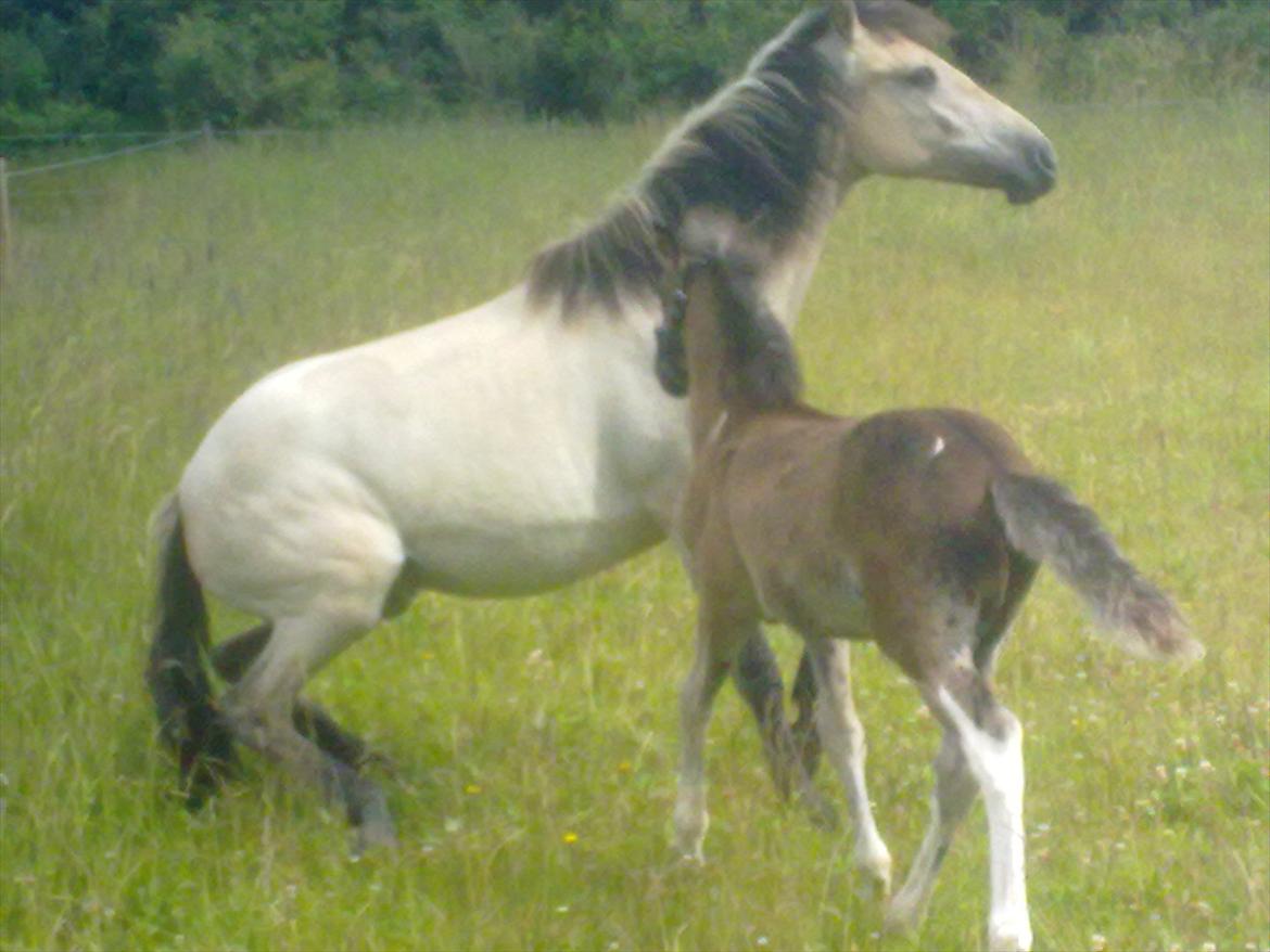 Anden særlig race Nasira vanilla Alvilda  billede 6