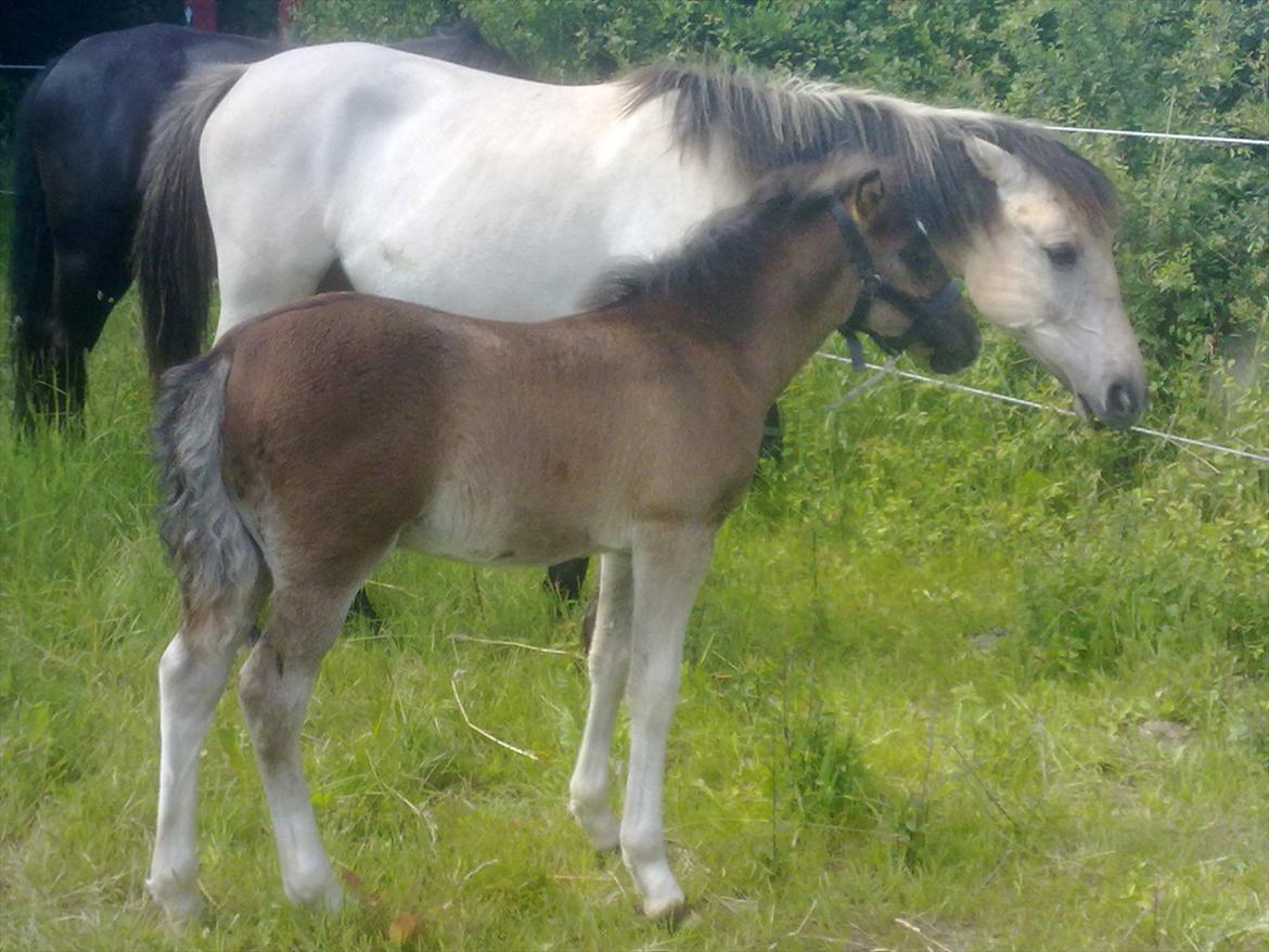 Anden særlig race Nasira vanilla Alvilda  billede 8