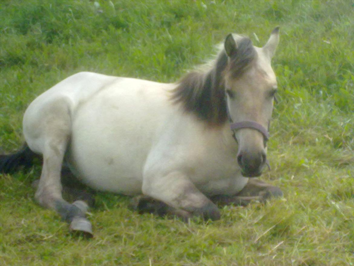 Anden særlig race Nasira vanilla Alvilda  billede 9