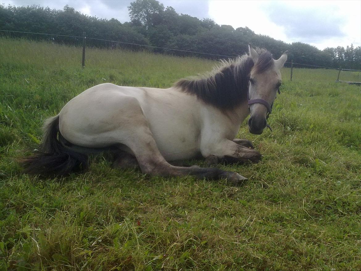 Anden særlig race Nasira vanilla Alvilda  billede 10