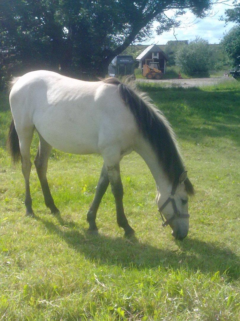 Anden særlig race Nasira vanilla Alvilda  billede 11