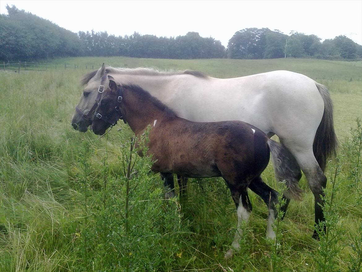 Anden særlig race Nasira vanilla Alvilda  billede 12