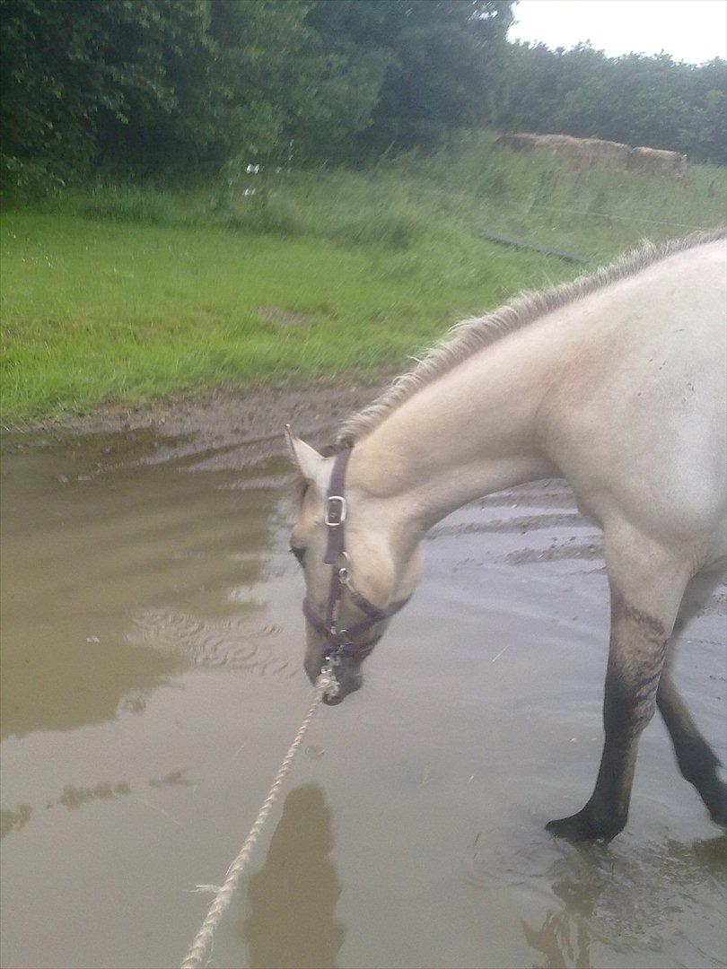 Anden særlig race Nasira vanilla Alvilda  billede 13