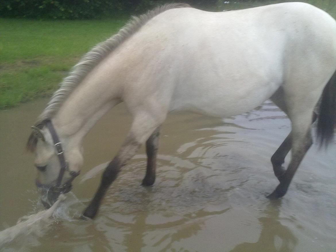 Anden særlig race Nasira vanilla Alvilda  billede 14