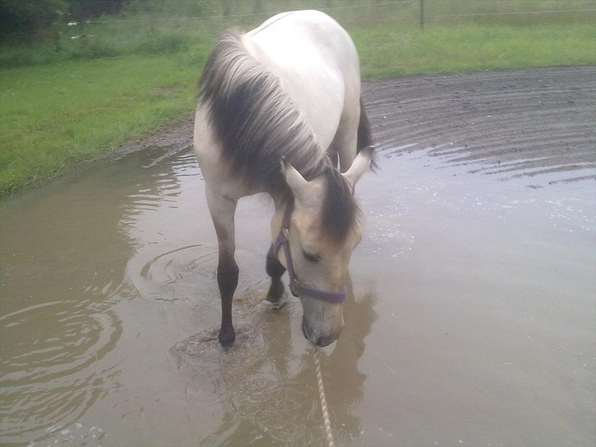 Anden særlig race Nasira vanilla Alvilda  billede 15