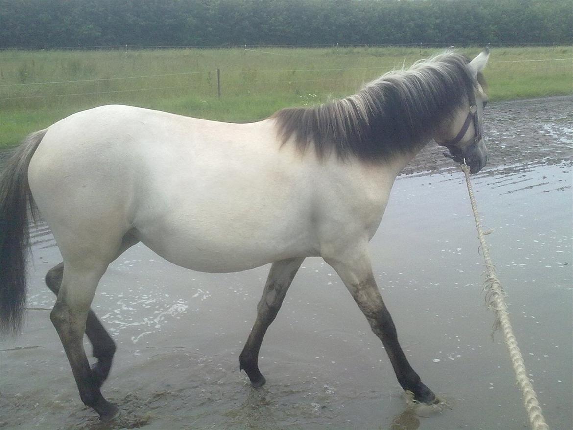 Anden særlig race Nasira vanilla Alvilda  billede 16