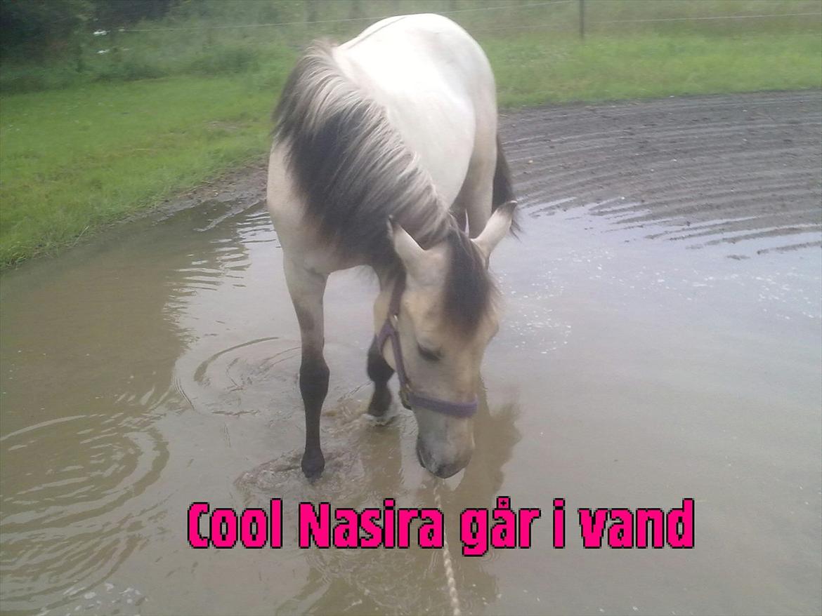 Anden særlig race Nasira vanilla Alvilda  billede 17