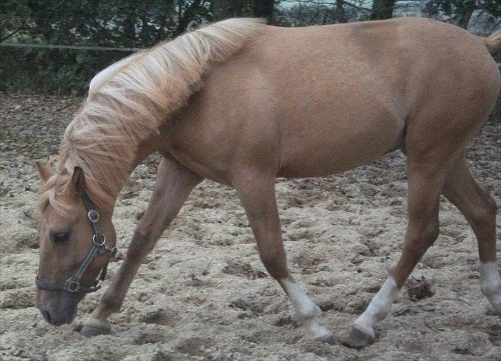 Anden særlig race Prins Brutus - Løs på ridebanen <3 billede 4