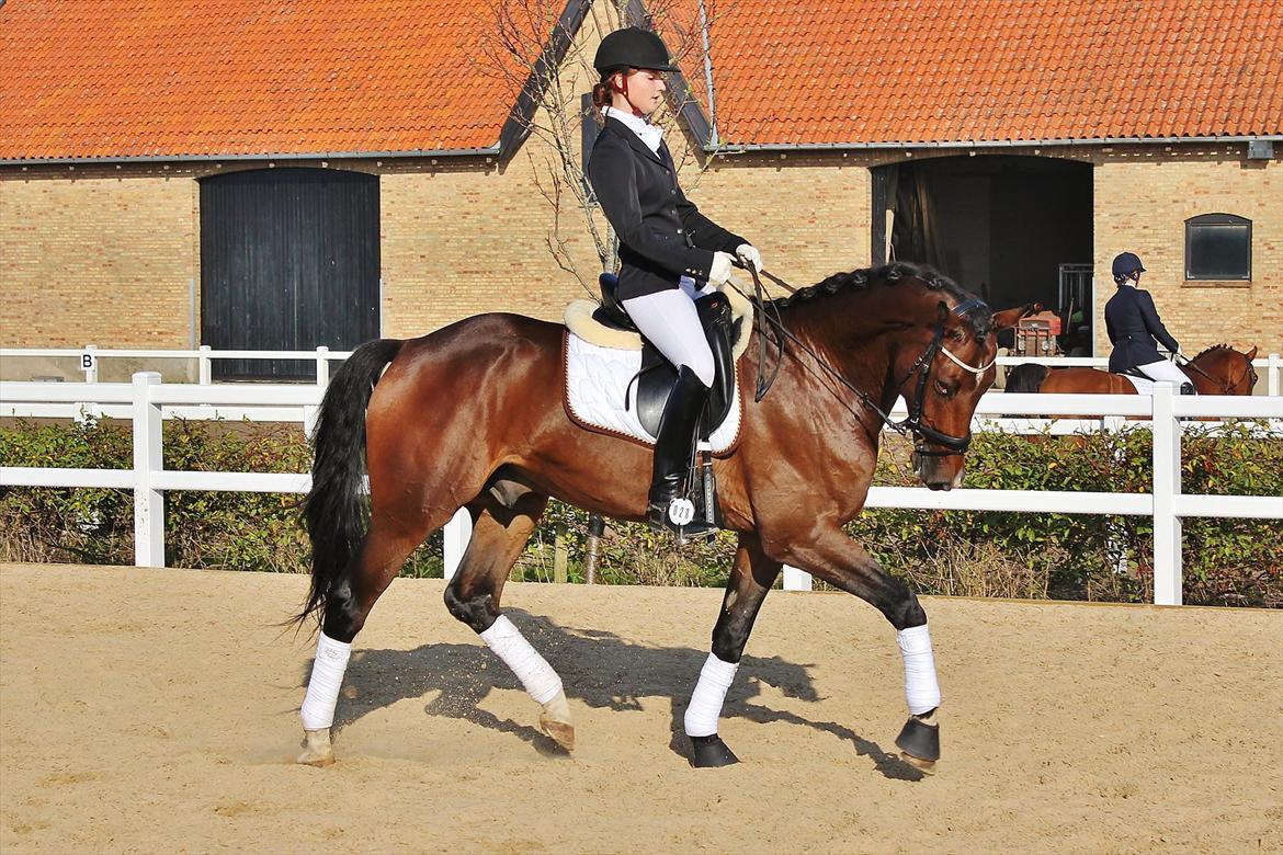 Hannoveraner Little Mr. Sunshine - 1. Oktober 2011, Louiselund, LC1 71,25% 1. Plads billede 11