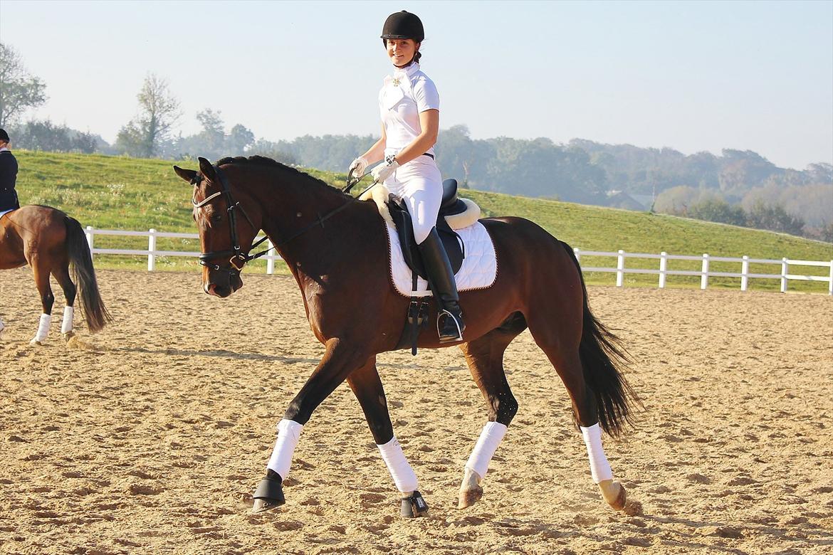 Hannoveraner Little Mr. Sunshine - 1. Oktober 2011, Louiselund billede 3