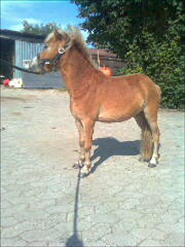 Miniature Olympia's Alicia billede 12