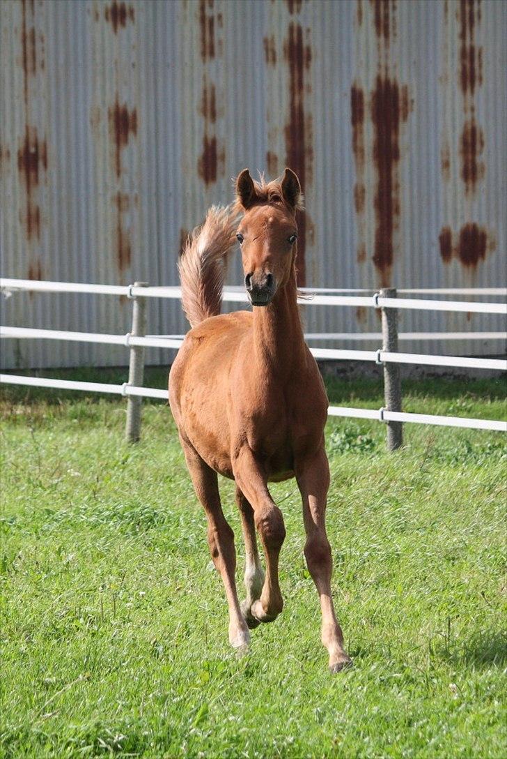 Arabisk fuldblod (OX) RM Al Marhaba SOLGT billede 1