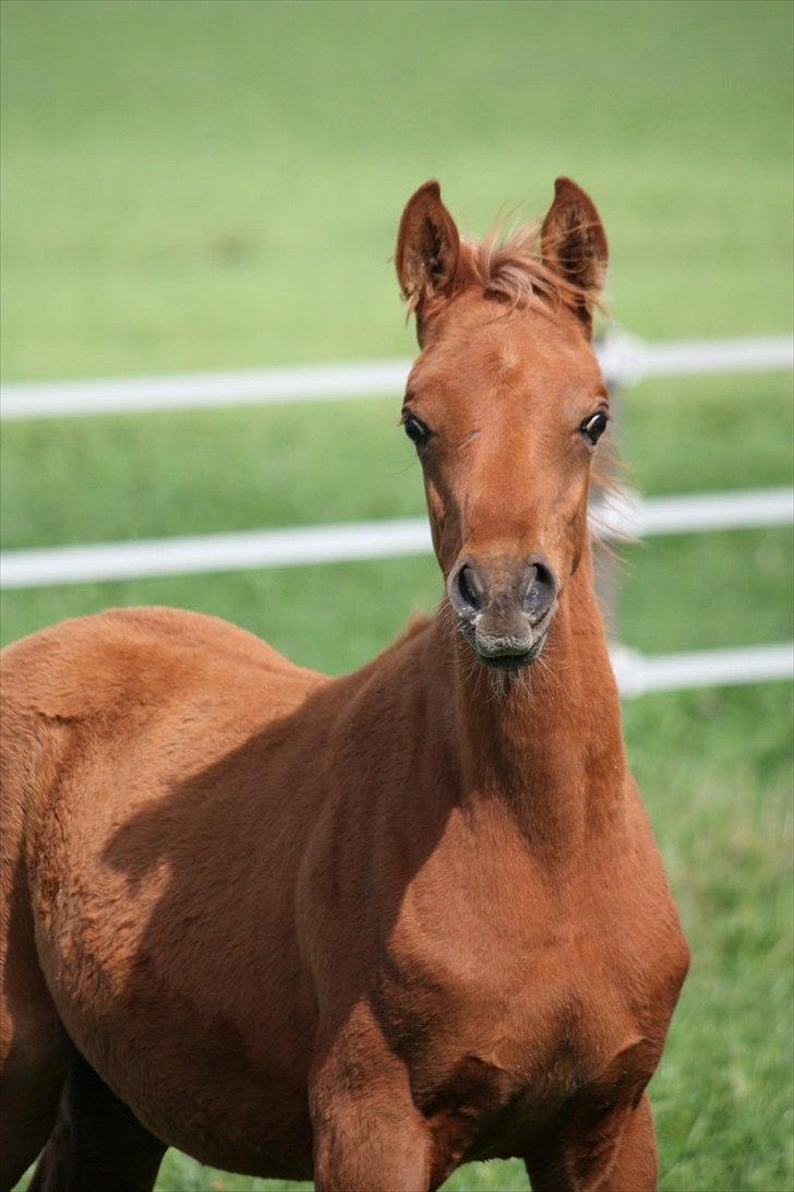 Arabisk fuldblod (OX) RM Al Marhaba SOLGT billede 2