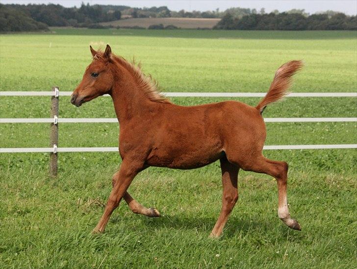 Arabisk fuldblod (OX) RM Al Marhaba SOLGT billede 3