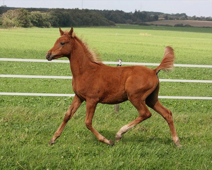 Arabisk fuldblod (OX) RM Al Marhaba SOLGT billede 4