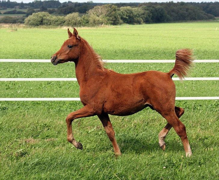 Arabisk fuldblod (OX) RM Al Marhaba SOLGT billede 5