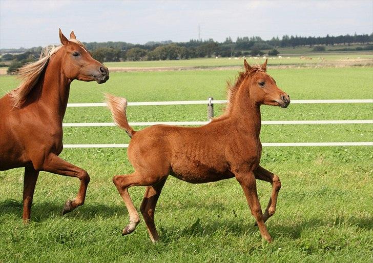 Arabisk fuldblod (OX) RM Al Marhaba SOLGT billede 6