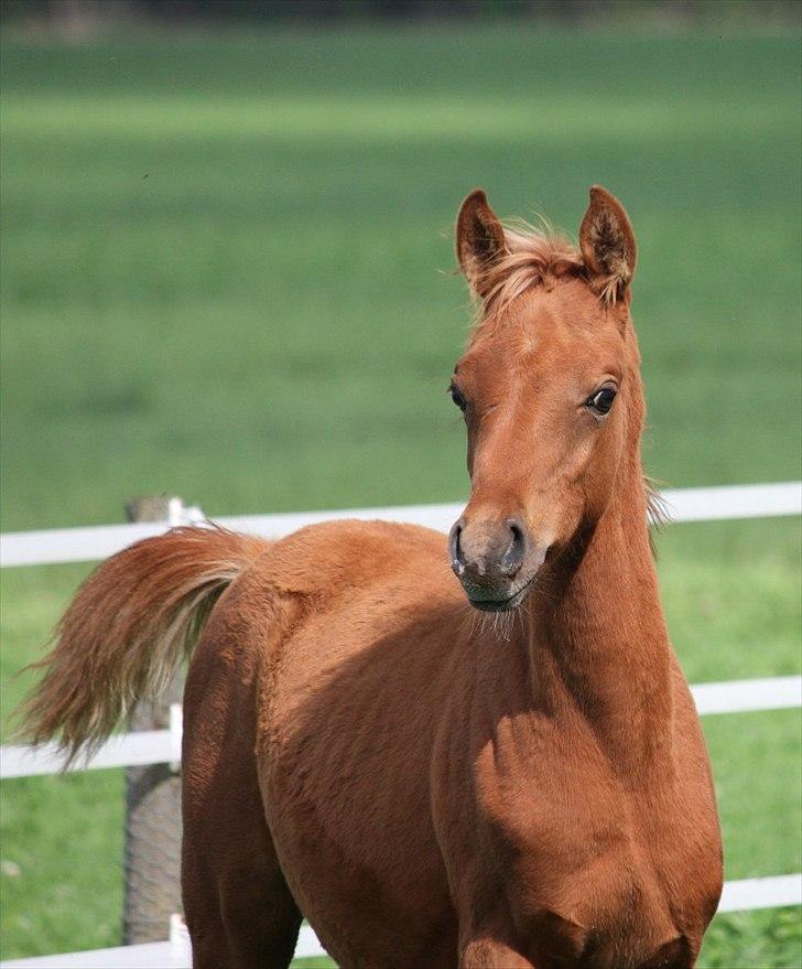 Arabisk fuldblod (OX) RM Al Marhaba SOLGT billede 7