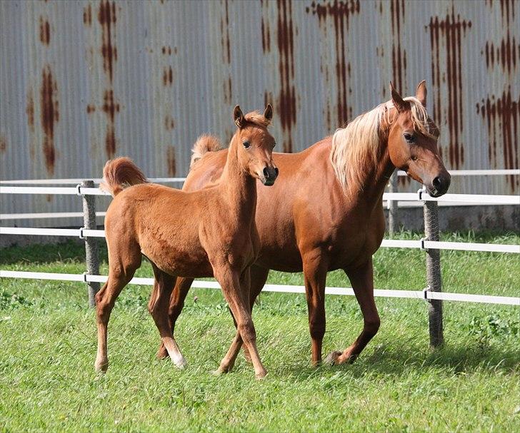 Arabisk fuldblod (OX) RM Al Marhaba SOLGT billede 8