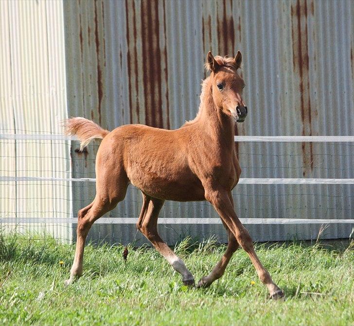 Arabisk fuldblod (OX) RM Al Marhaba SOLGT billede 9