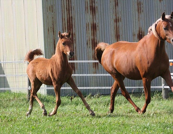 Arabisk fuldblod (OX) RM Al Marhaba SOLGT billede 10