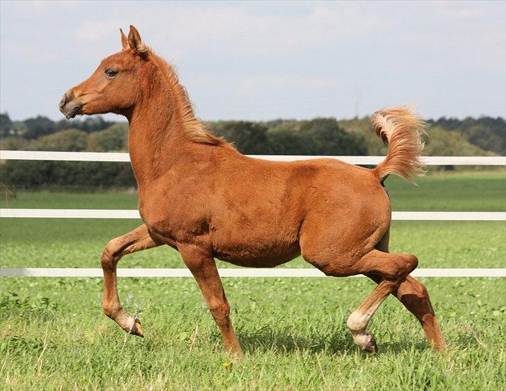Arabisk fuldblod (OX) RM Al Marhaba SOLGT billede 11