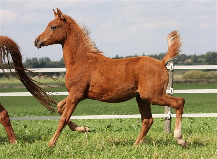 Arabisk fuldblod (OX) RM Al Marhaba SOLGT billede 12