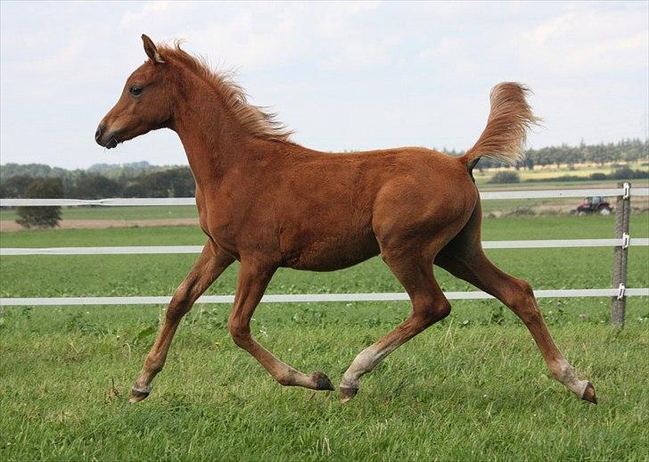 Arabisk fuldblod (OX) RM Al Marhaba SOLGT billede 13