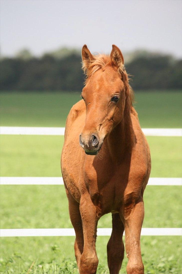 Arabisk fuldblod (OX) RM Al Marhaba SOLGT billede 14