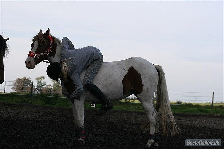 DSP Mosegårdens Stella "solgt & savnet" <3 - You are me forever <3
Foto// Amanda Clausen. billede 10