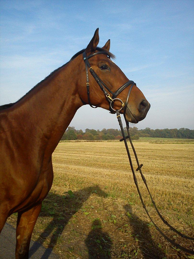 Dansk Varmblod Zundance Engel (Lille/Lillemand) - :D billede 2