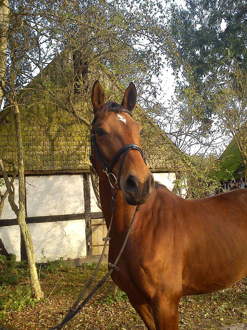 Dansk Varmblod Zundance Engel (Lille/Lillemand) - Smukke Lillemand:-* billede 1