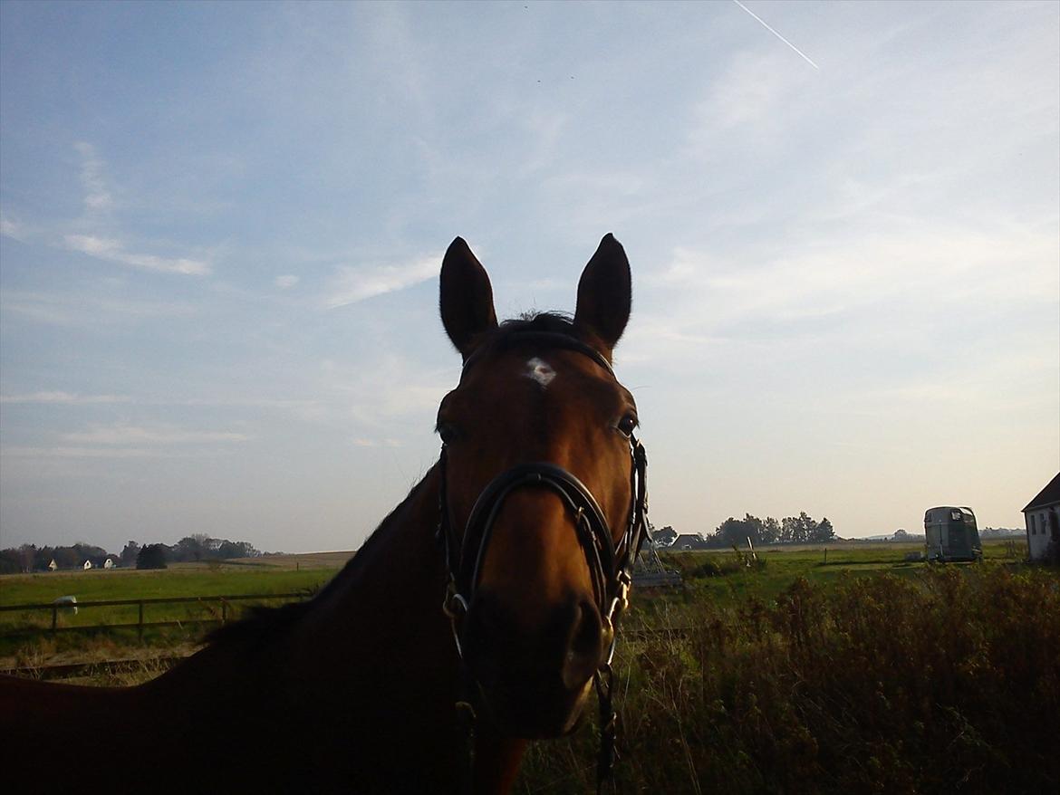 Dansk Varmblod Zundance Engel (Lille/Lillemand) billede 3