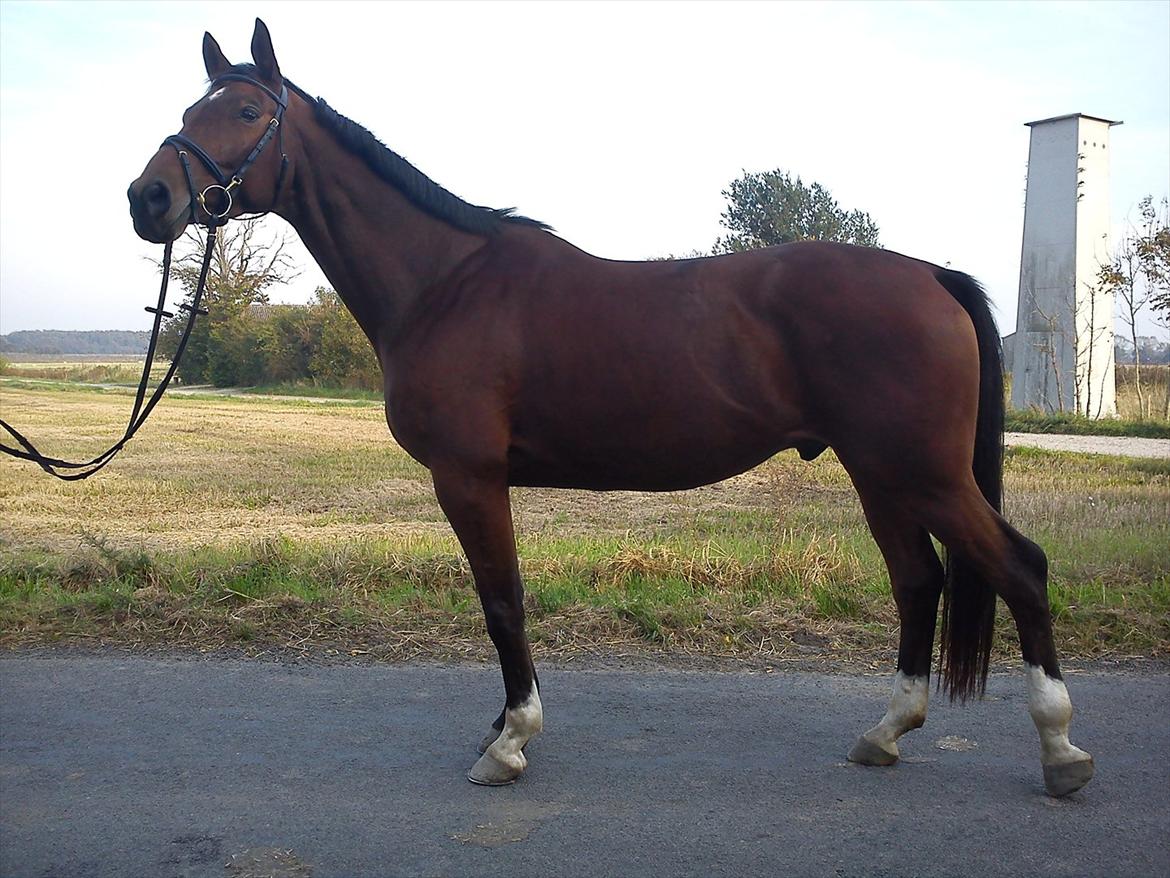 Dansk Varmblod Zundance Engel (Lille/Lillemand) billede 4