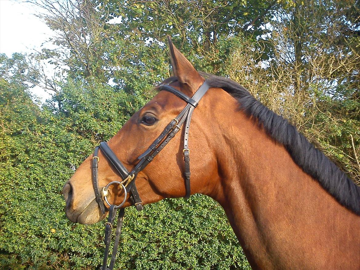 Dansk Varmblod Zundance Engel (Lille/Lillemand) billede 5