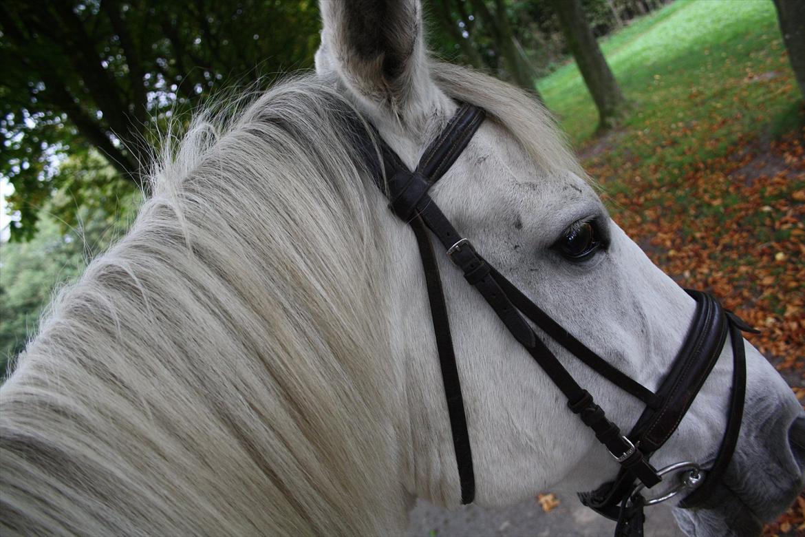 Trakehner Kaiser billede 2
