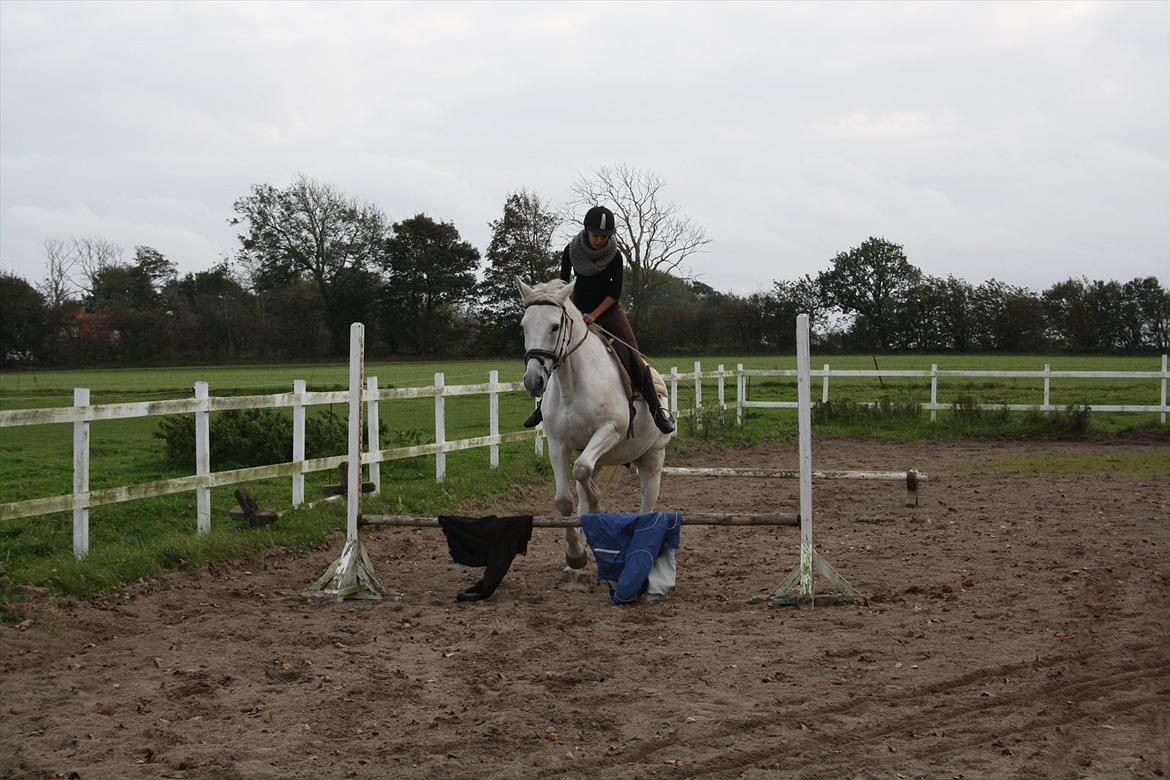 Trakehner Kaiser billede 3