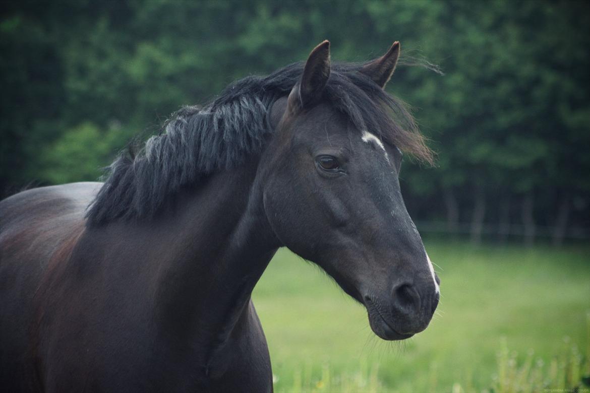 Anden særlig race Just Ebony  billede 1