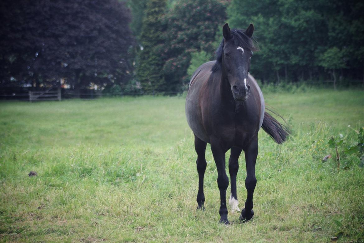 Anden særlig race Just Ebony  billede 2