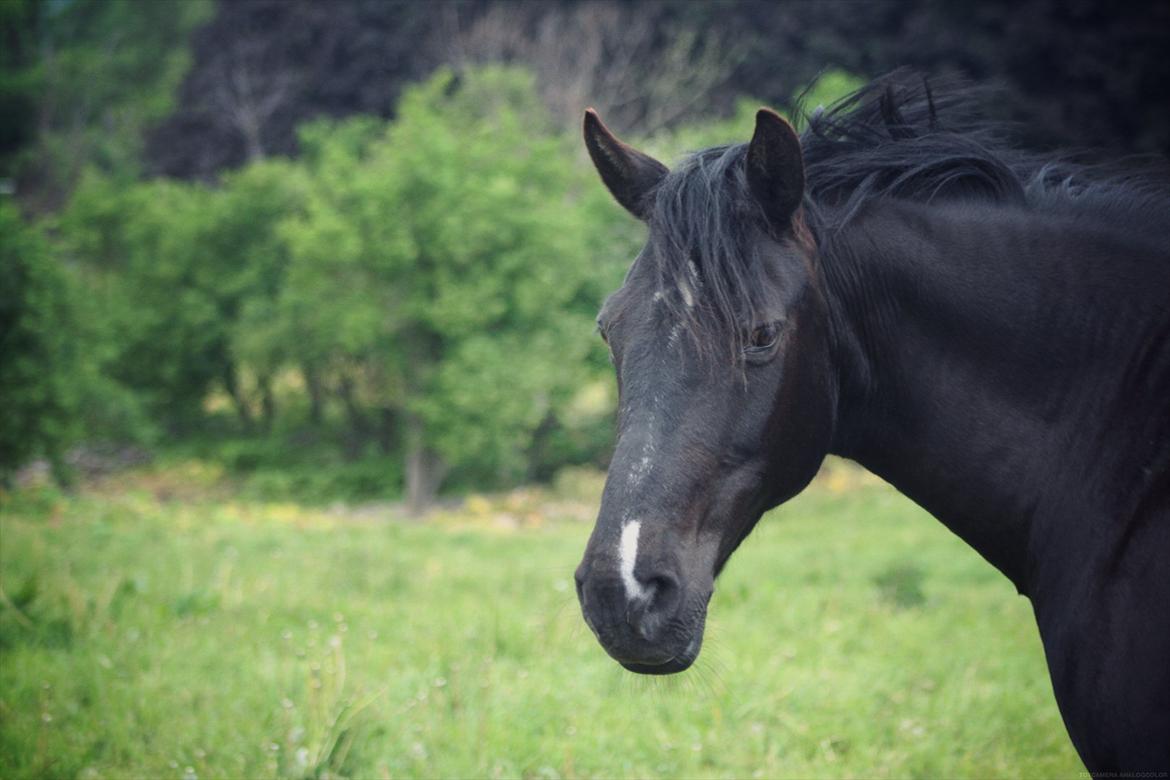 Anden særlig race Just Ebony  billede 3