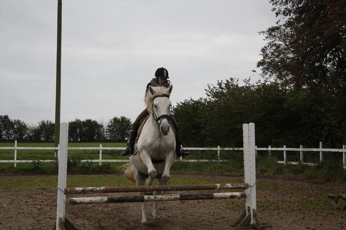 Trakehner Kaiser billede 4