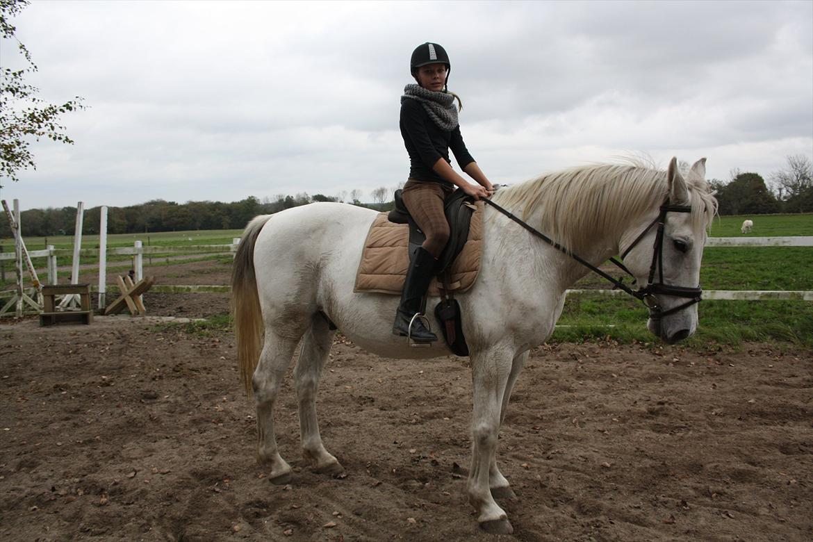 Trakehner Kaiser billede 5