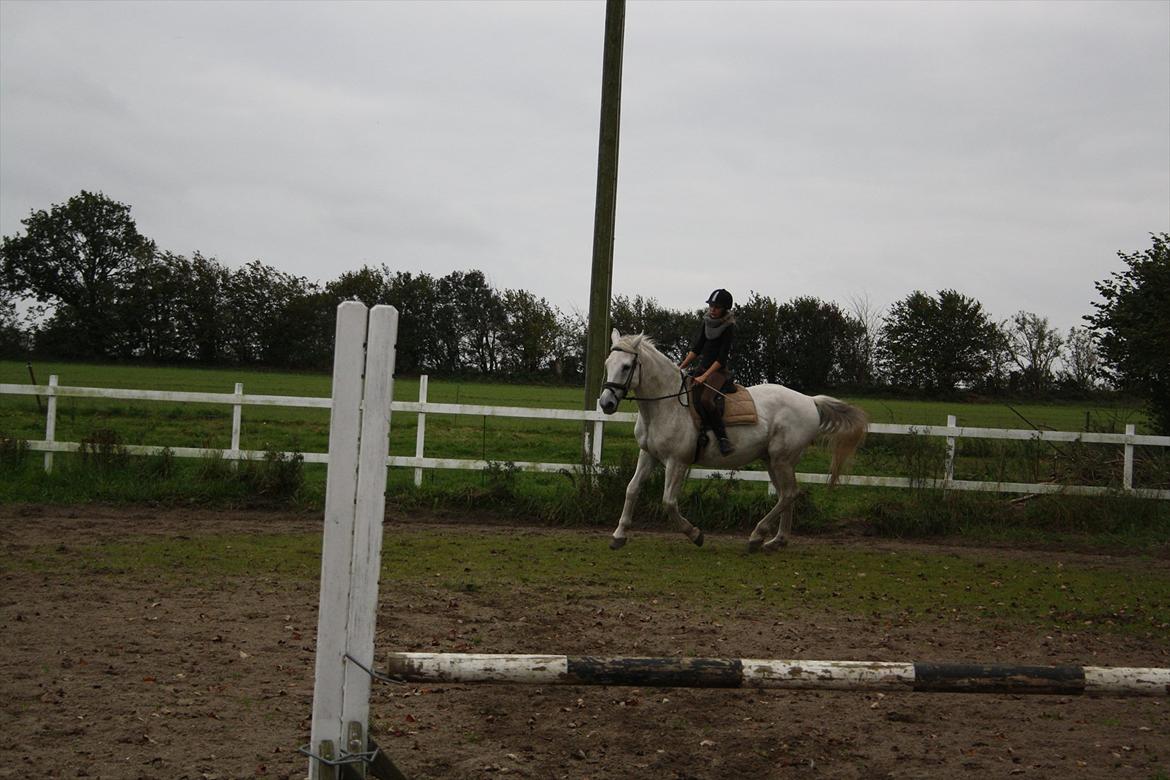 Trakehner Kaiser billede 6